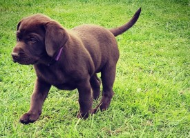 Schul-Therapie-Hund Juli