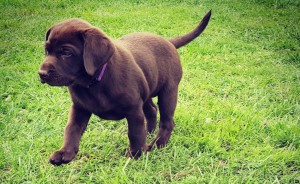 Schul-Therapie-Hund Juli